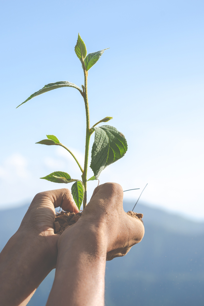 medioambiente sostenible